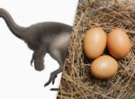 Какое животное откладывало самые большие яйца: это не страус