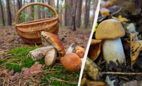 Ядовитые или съедобные: биолог рассказал, как не ошибиться при сборе грибов