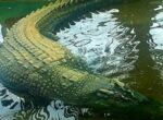 Тащили из болота более 100 человек: что известно о самом длинном крокодиле, которого удалось поймать