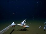 Ученые сняли на камеру самую глубоководную рыбу в мире: как она выглядит (фото, видео)