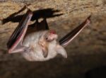 У диких бразильских летучих мышей обнаружили новый вид коронавируса: чем он опасен