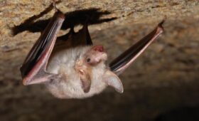 У диких бразильских летучих мышей обнаружили новый вид коронавируса: чем он опасен