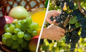 Зеленый против красного: ученые ответили, какой виноград самый полезный