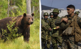 Тяжелая ситуация: Япония подняла войска на борьбу с медведями