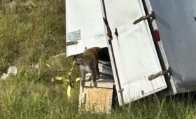 Зараженная опасными вирусами обезьяна сбежала от ученых в США, — полиция