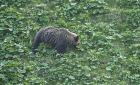 В Японии медведь напал на мужчину в общественной уборной