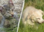 Зачем коты и собаки едят траву и нужно ли им это: ученые дали неожиданное объяснение