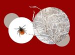 Клещи выходят на охоту раньше: как теплая зима влияет на активность насекомых, — инфекционист