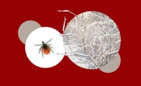 Клещи выходят на охоту раньше: как теплая зима влияет на активность насекомых, — инфекционист