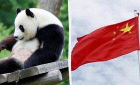 Китай забирает у Японии последних панд: страна впервые за 50 лет останется без животных