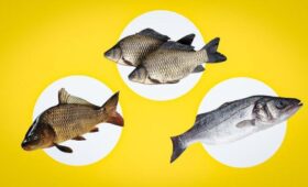 Как понять, что рыба свежая: врач рассказал, на что обращать внимание