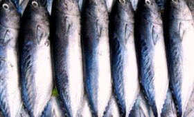 Почему скумбрия разлазится и сколько месяцев ее можно хранить: объяснение диетолога