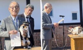 В Японии кошек назначают начальниками железнодорожных станций, и это приносит деньги