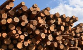 Миллиардные доходы от продажи древесины полностью направлены  в бюджет, — руководитель ГП «Леса Украины»