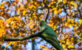 Экзотические попугаи заполонили парки в Великобритании и становятся угрозой местным птицам