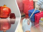 Можно ли есть гранат с косточками: польза, вред и рекомендации ученых