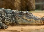 Ученые рассказали, что находилось в желудке 3000-летней мумии крокодила