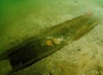 Археологи нашли на дне озера доисторические каноэ, которые старше пирамид (фото)