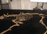 Археологи обнаружили останки бизона, жившего 4000 лет назад: чем уникальна эта находка (видео)