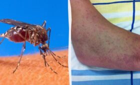 Опасная тропическая инфекция угрожает почти всей Европе, — The Guardian