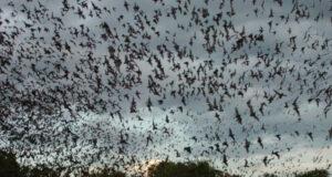 Пещера с летучими мышами: в Уганде зафиксировали механизм распространения опасного вируса