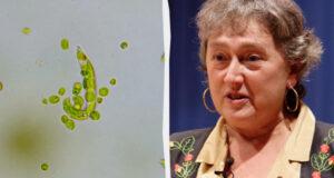 Эту теорию отвергли 15 раз: как одна женщина переписала историю происхождения жизни