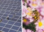 Пчелы сходят с ума от солнечных панелей: это может разрушить нашу природу всего за 4 года