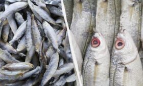 Такую замороженную рыбу нельзя покупать: врач объяснил, на что обращать внимание