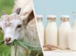 Козье или коровье: врач объяснила, какое молоко полезнее на самом деле