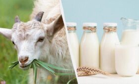 Козье или коровье: врач объяснила, какое молоко полезнее на самом деле