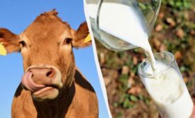 Именно это молоко — самое полезное: врач назвал неожиданного фаворита