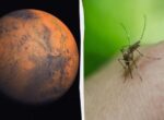 Жизнь на Марсе: на снимках NASA обнаружили следы пчел и рептилий