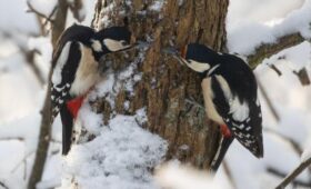Простое наблюдение за птицами может замедлить старение мозга, — ученые