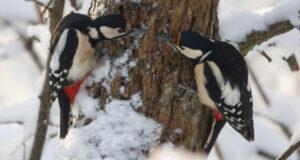 Простое наблюдение за птицами может замедлить старение мозга, — ученые