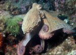 Какое животное станет главным на Земле, если люди исчезнут: ответ вас удивит