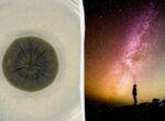 Черная плесень из Чернобыля может спасти человечество от космической радиации, — ученые
