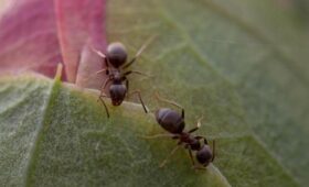 Китаец пытался вывезти из Кении более 2000 живых редких муравьев