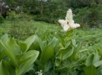 Во Львове умер врач после отравления «двойником» черемши, купленным на рынке
