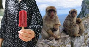 Обезьяны нашли способ есть вредные человеческие лакомство без расстройства желудка