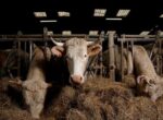 Вирус вне цензуры: как Россия превращает ящур в трансграничную катастрофу