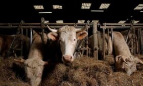 Вирус вне цензуры: как Россия превращает ящур в трансграничную катастрофу