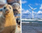 Тюлени убегают от строительства ветряков, но позже возвращаются и ведут себя необычно