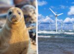 Тюлени убегают от строительства ветряков, но позже возвращаются и ведут себя необычно
