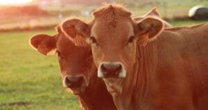 Ученые опустили корову на глубину 1629 метров и зафиксировали 8 неожиданных «гостей»