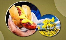 Почему вдруг хочется горчицы и сколько её можно есть: врач рассказала о пользе приправы