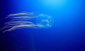 У побережья Австралии собралось огромное скопление смертельно опасных существ