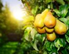 Диетологи назвали 9 продуктов, в которых клетчатки значительно больше, чем в груше