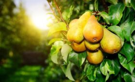 Диетологи назвали 9 продуктов, в которых клетчатки значительно больше, чем в груше