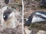 Пингвины засыпают в самых неожиданных позах: ученые показали видео