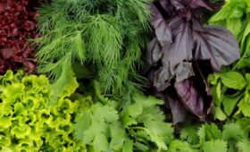 5 продуктов, которые содержат гораздо больше полезных веществ, чем салат-латук